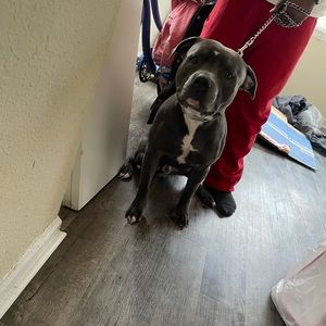 Meet your Posher, Avante